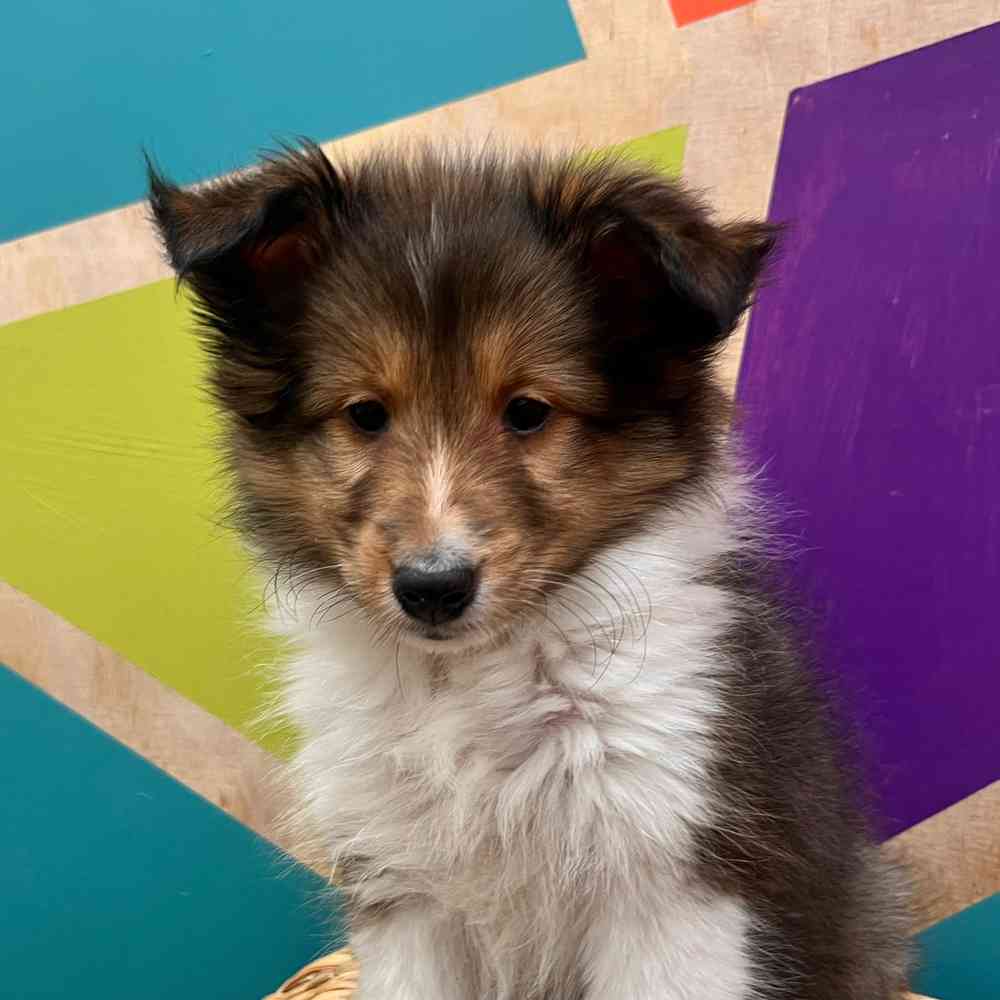 carousel pet images