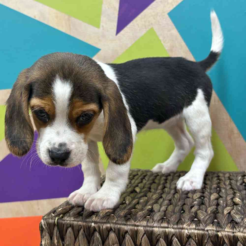 carousel pet images