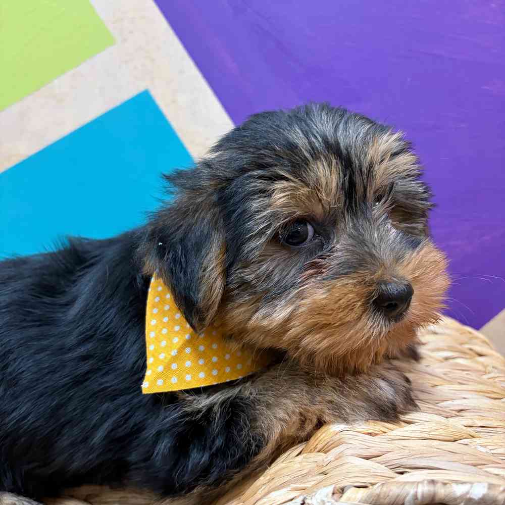 pet breed image