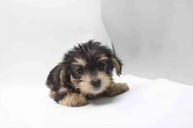 Morkie
