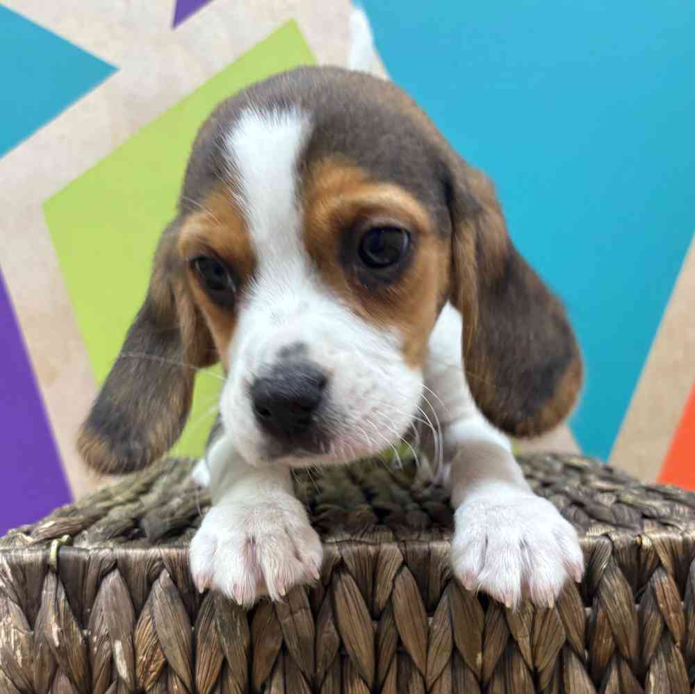 carousel pet images