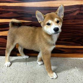 Shiba Inu