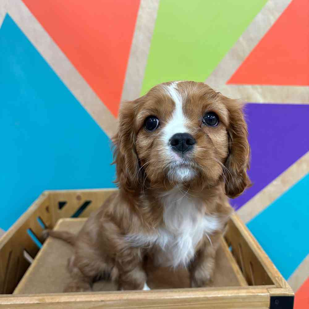 carousel pet images