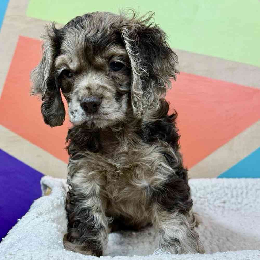 carousel pet images