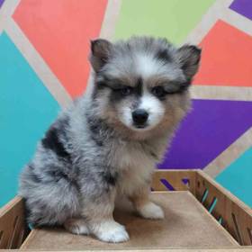 Pomsky