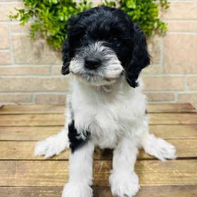 Cockapoo