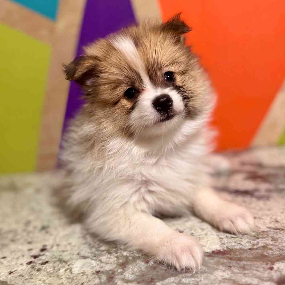 carousel pet images