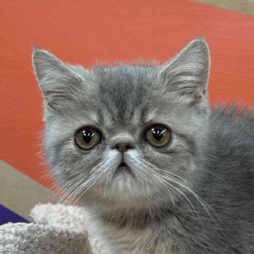 Image of a pet breed in the gallery