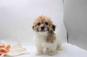 Havanese