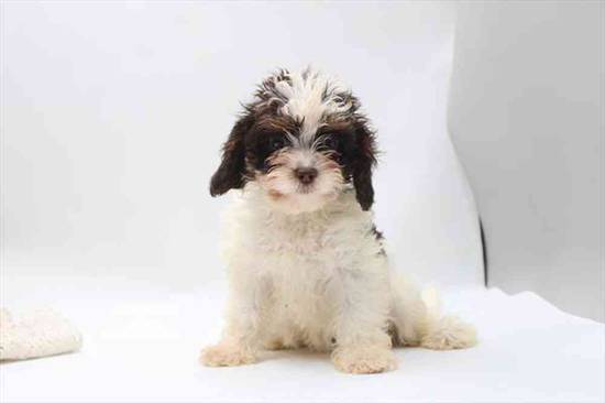 Cavapoo