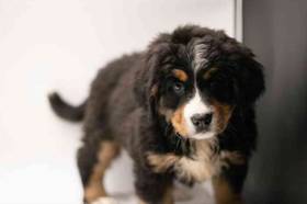 Bernese Mountain Dog