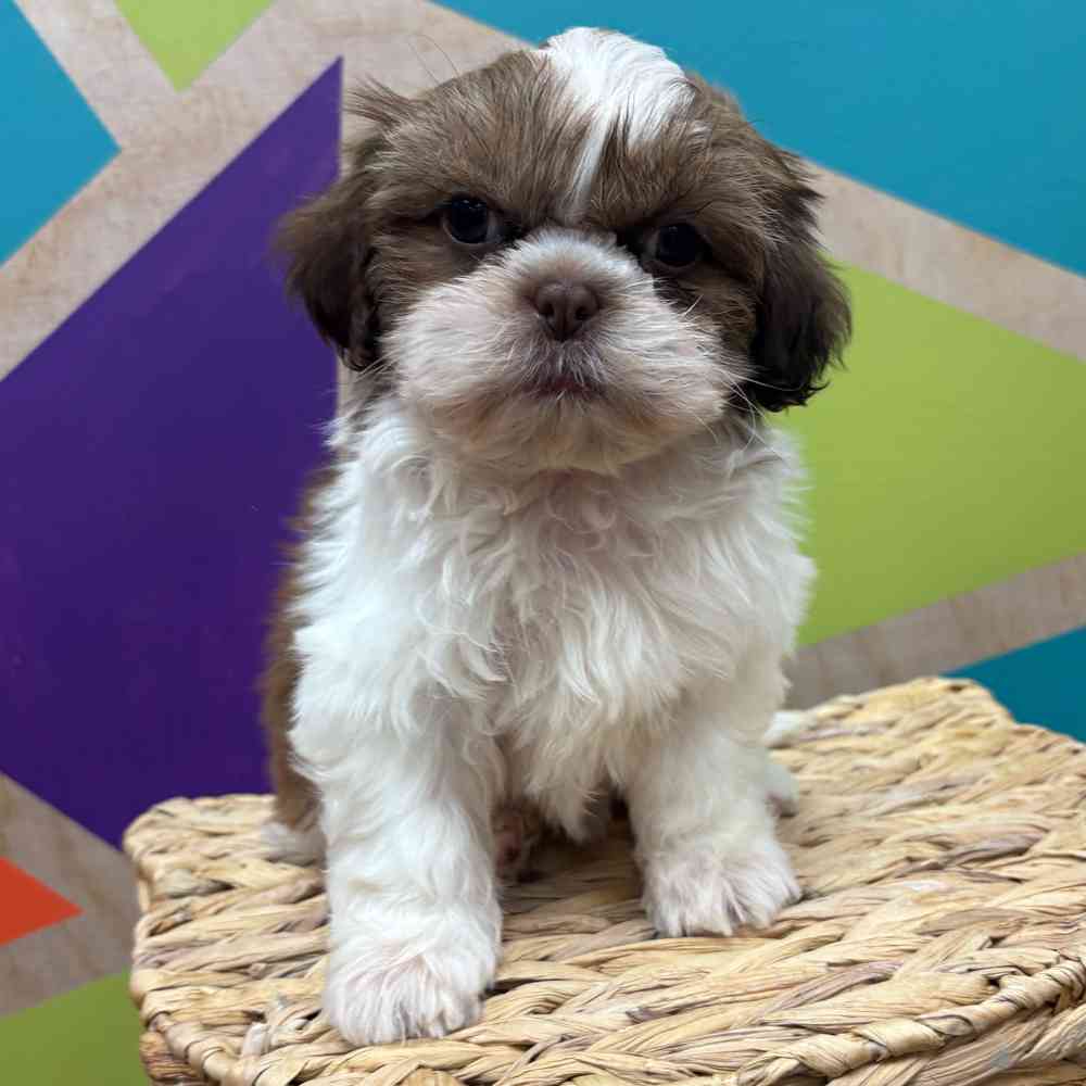 carousel pet images