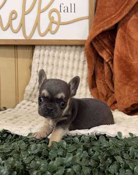 French Bulldog