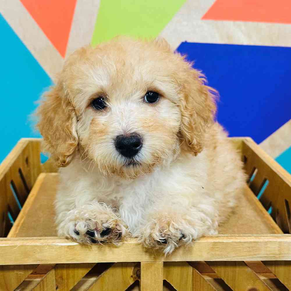 carousel pet images