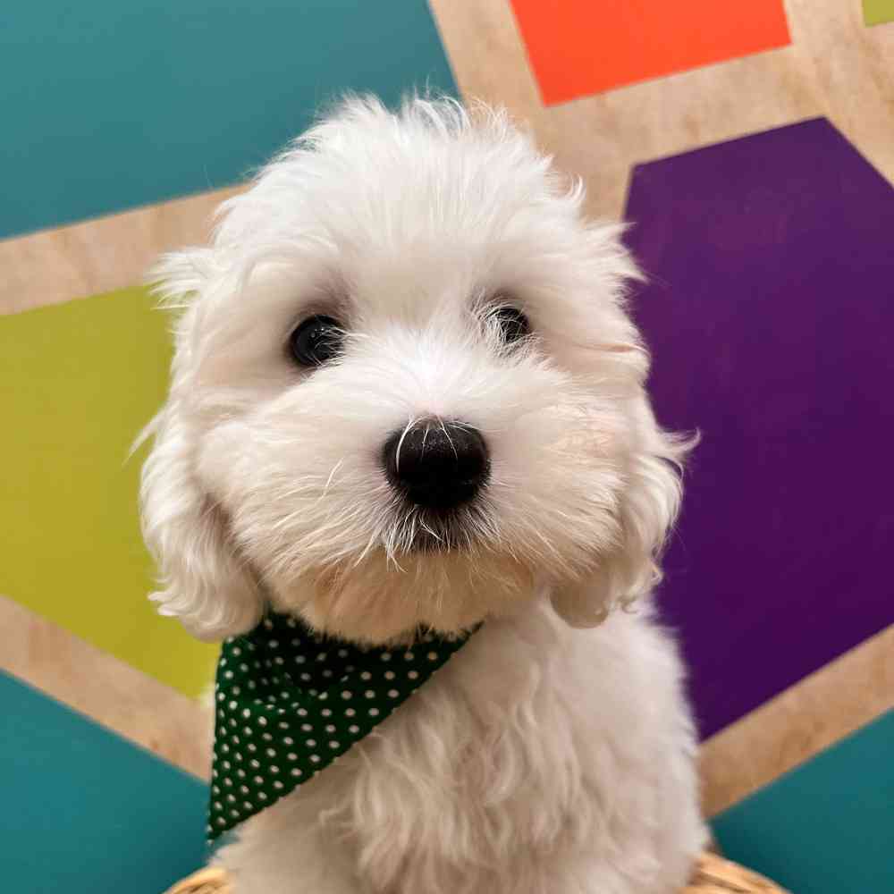 carousel pet images