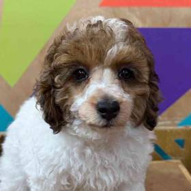 Mini Poodle