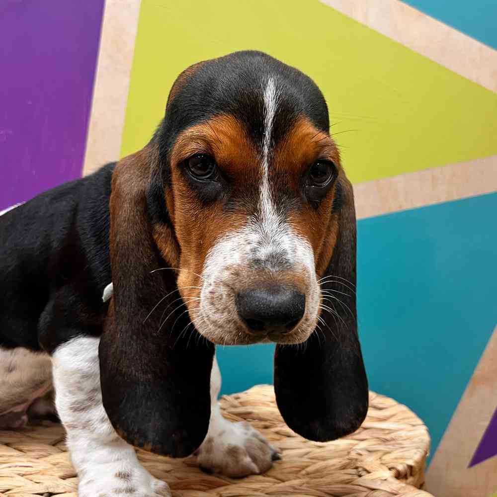 carousel pet images