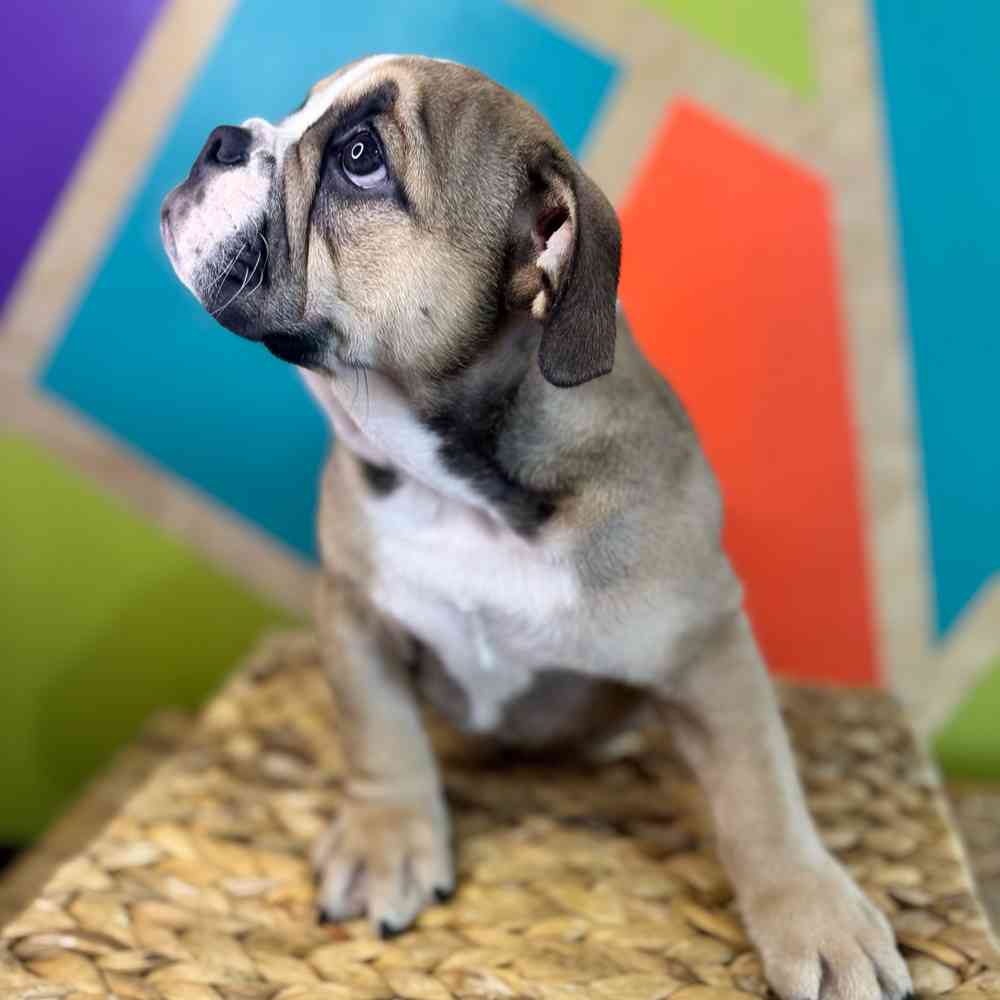 carousel pet images
