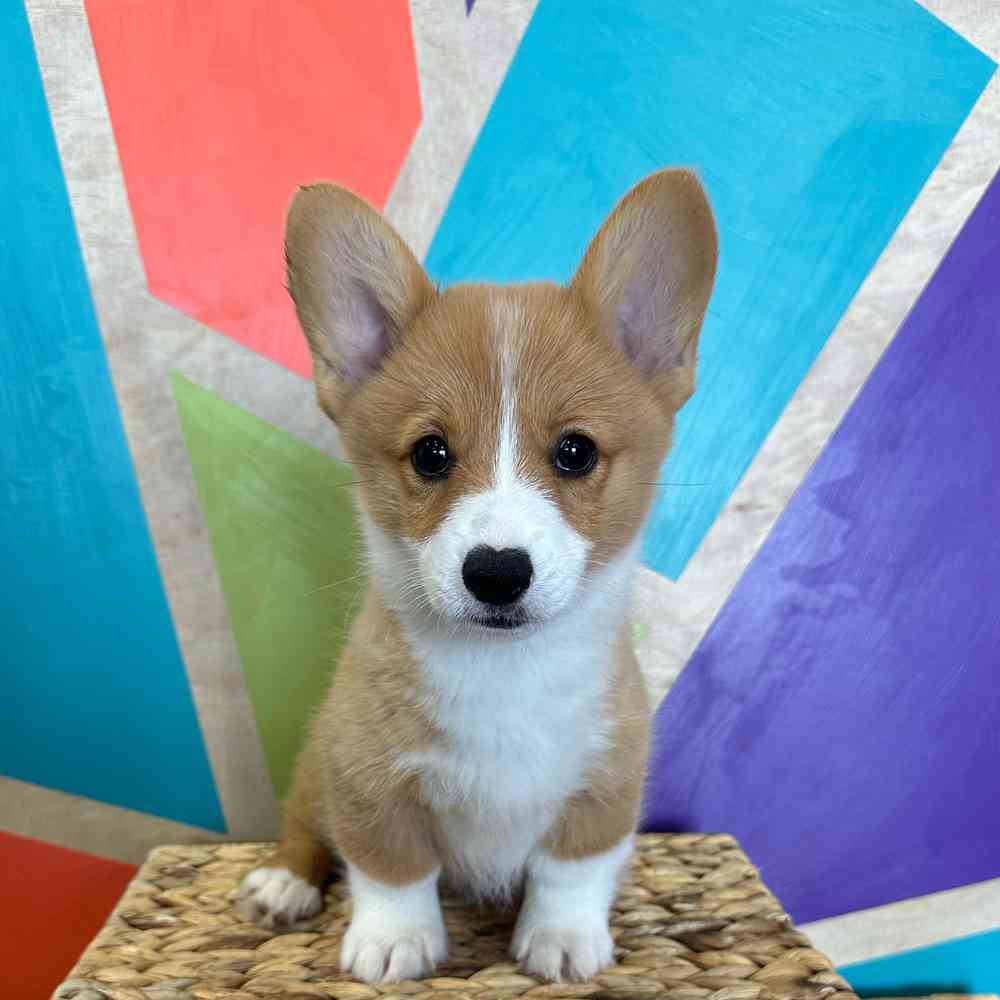 carousel pet images