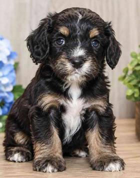 Cavapoo