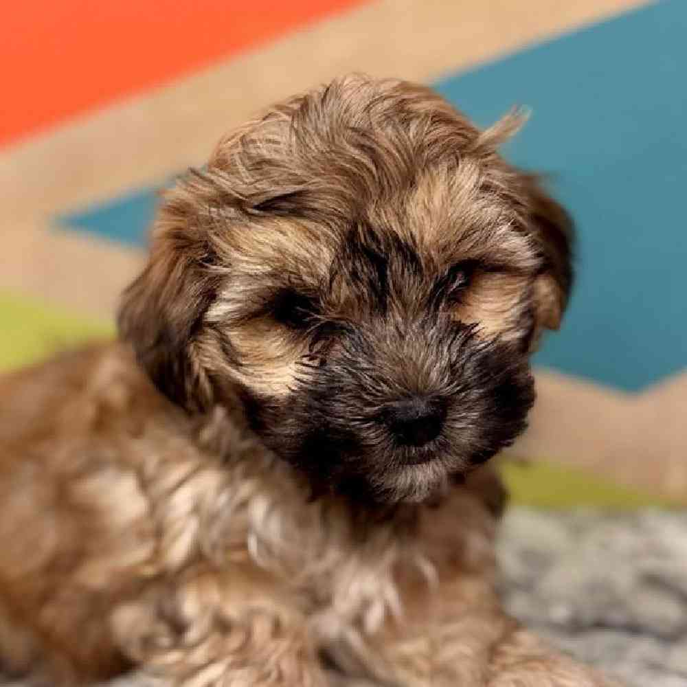 pet breed image