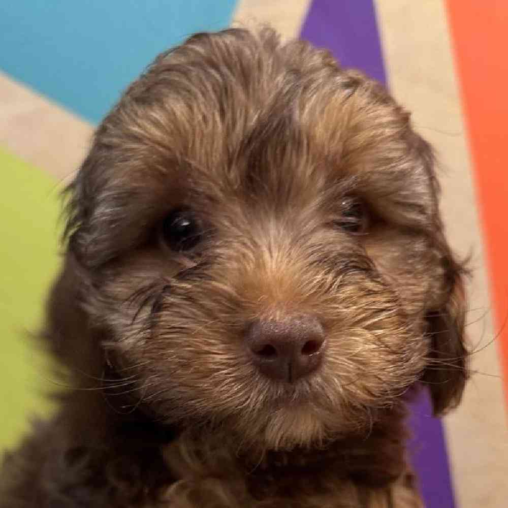 carousel pet images