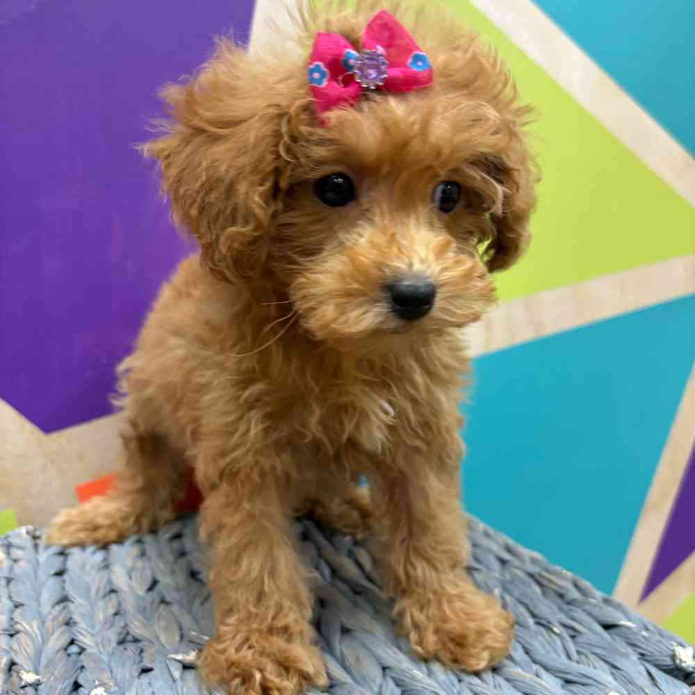carousel pet images