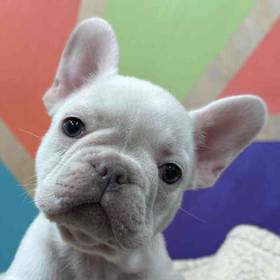 French Bulldog