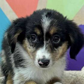 Mini Aussiedoodle