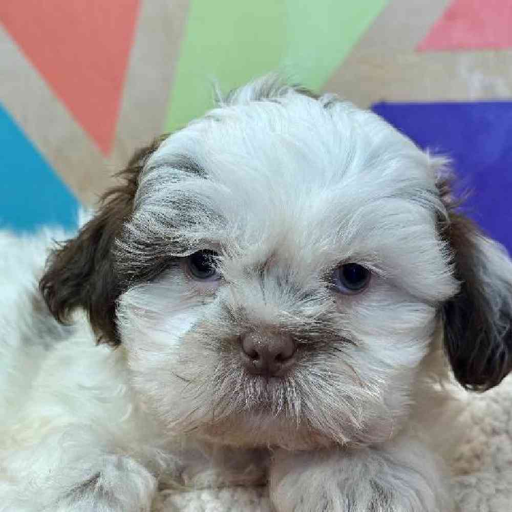 carousel pet images