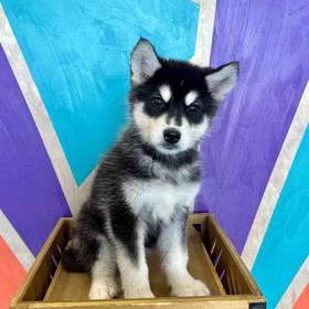 Alaskan Malamute