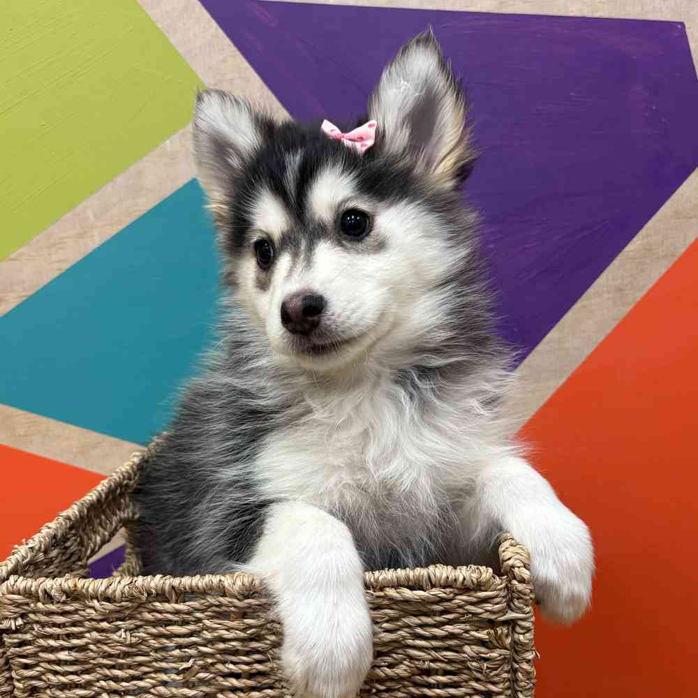 carousel pet images