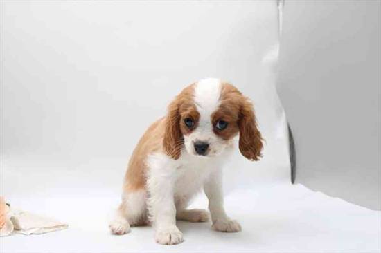 Cavalier King Charles Spaniel