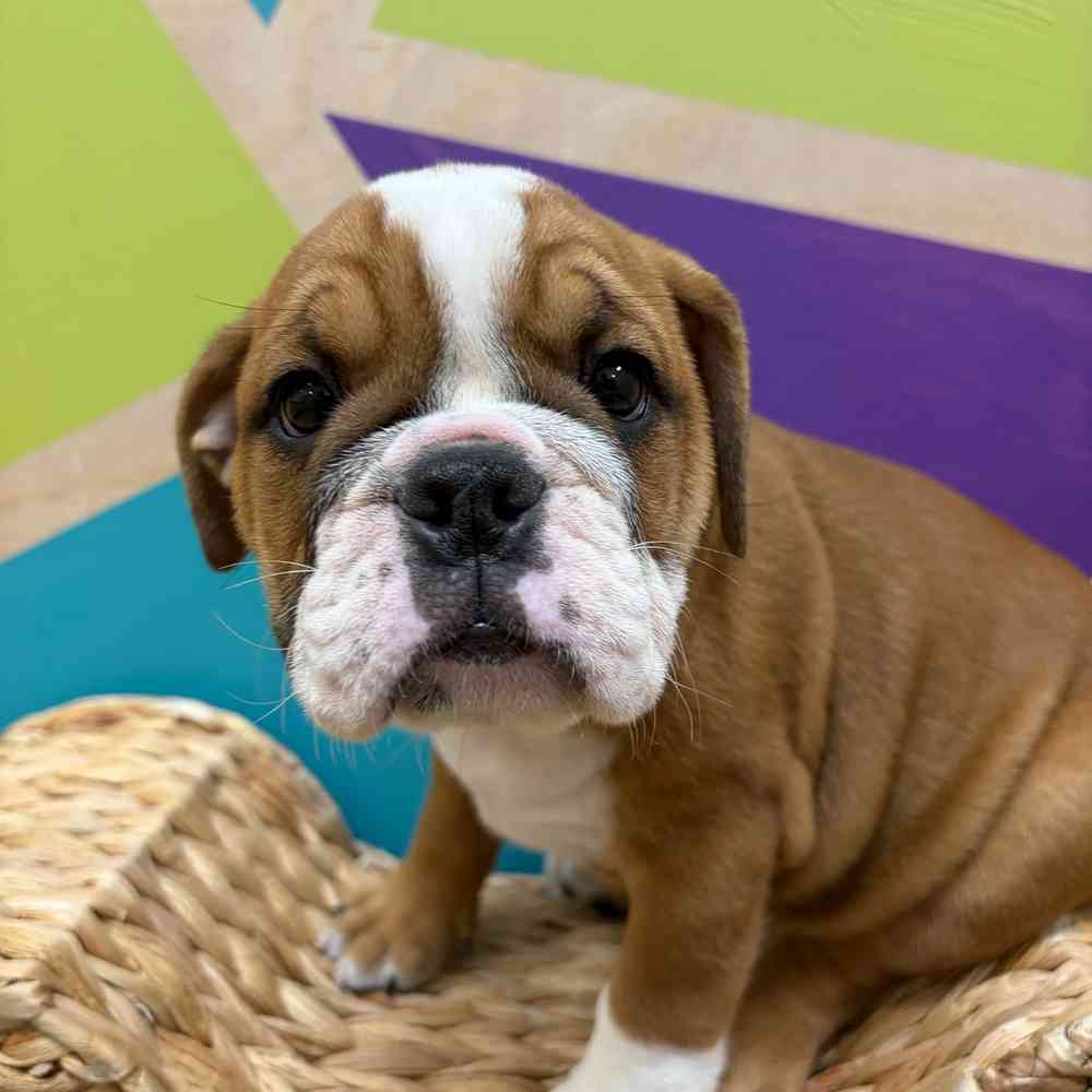 carousel pet images