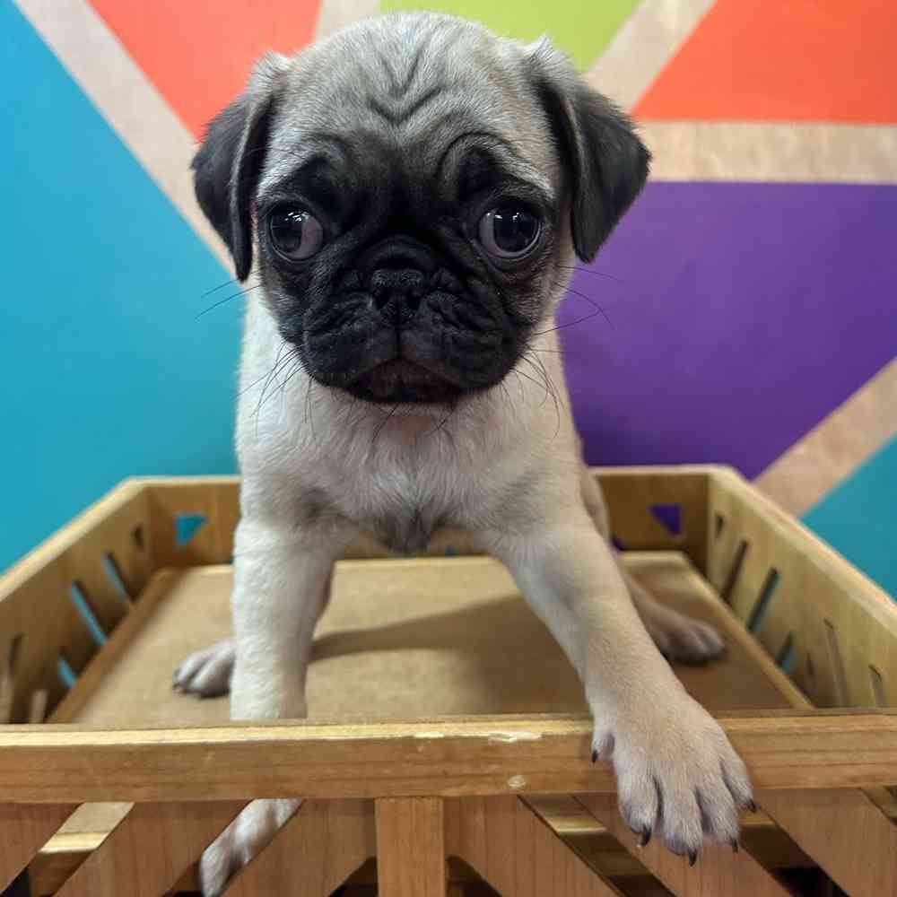 carousel pet images