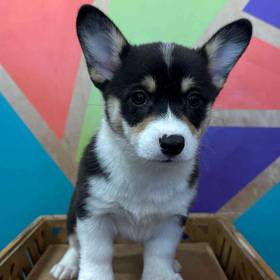 Pembroke Welsh Corgi