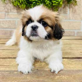 Pekingese