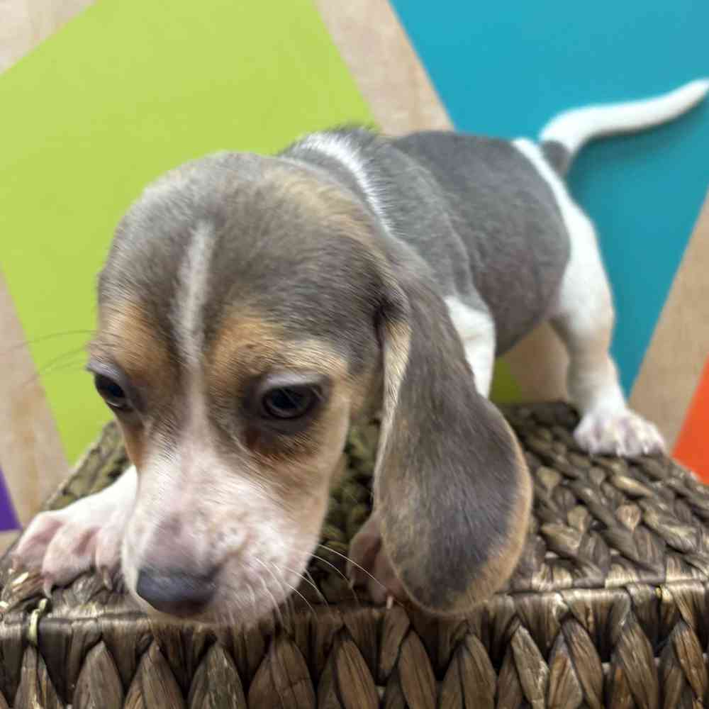 carousel pet images