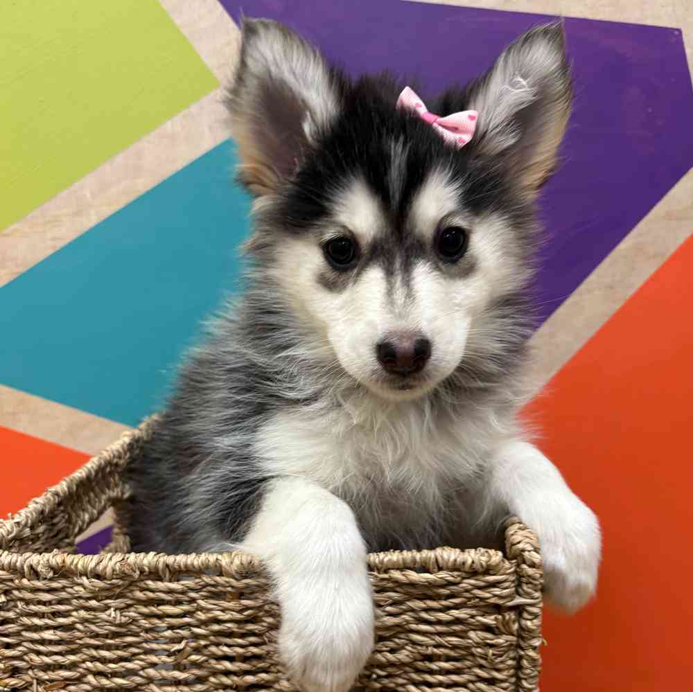 carousel pet images