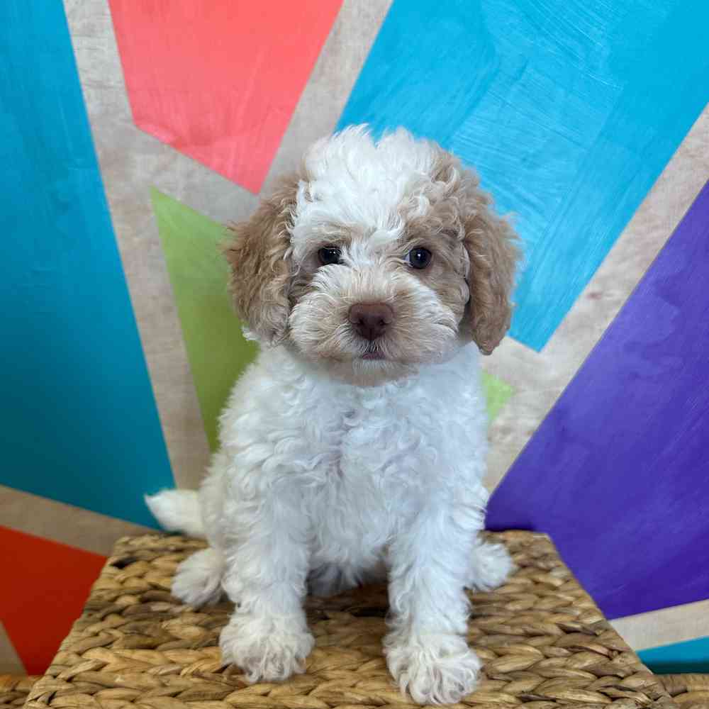 carousel pet images