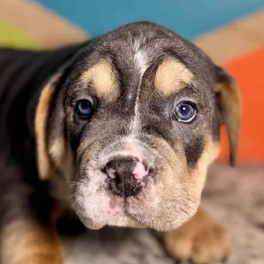 Image of a pet breed in the gallery