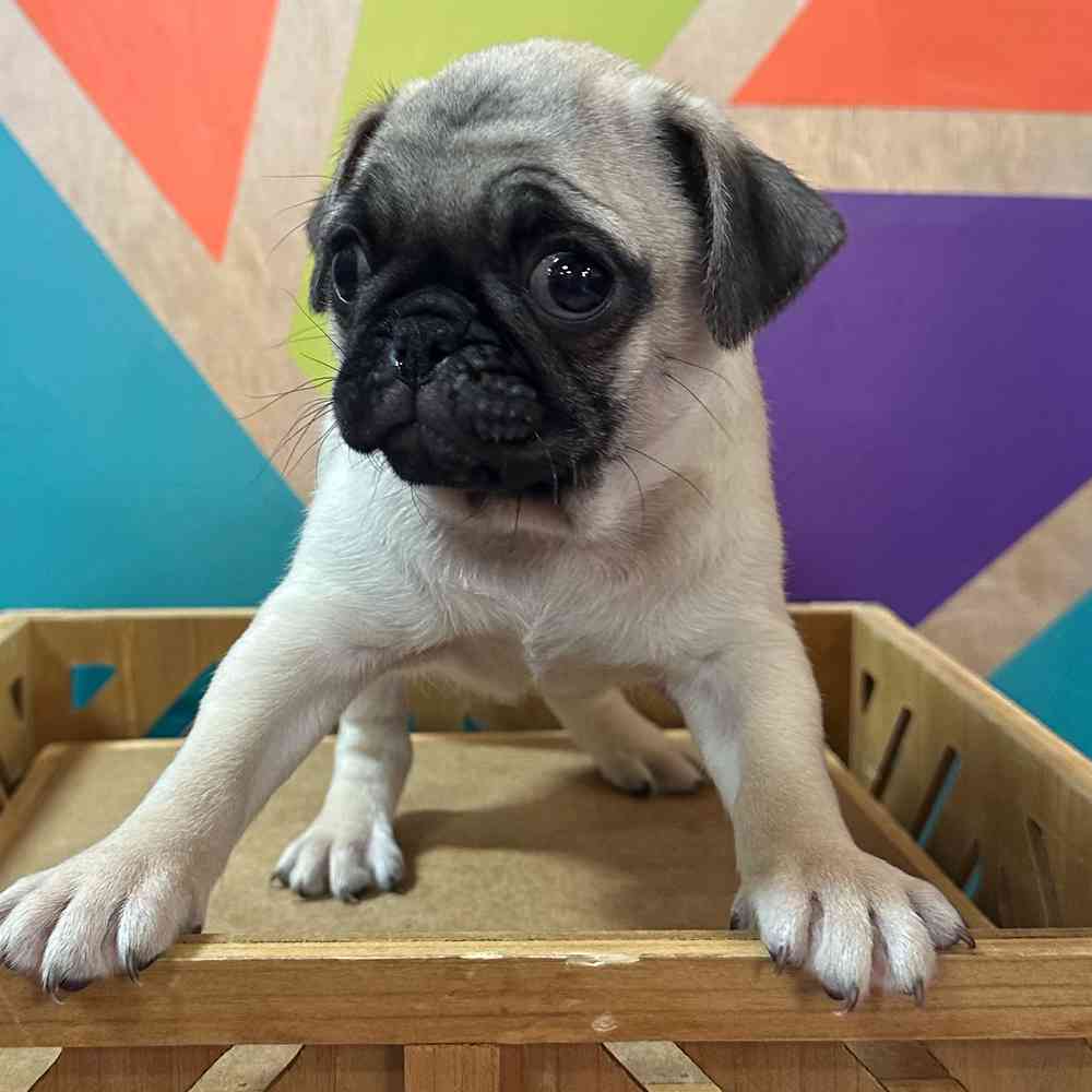 carousel pet images