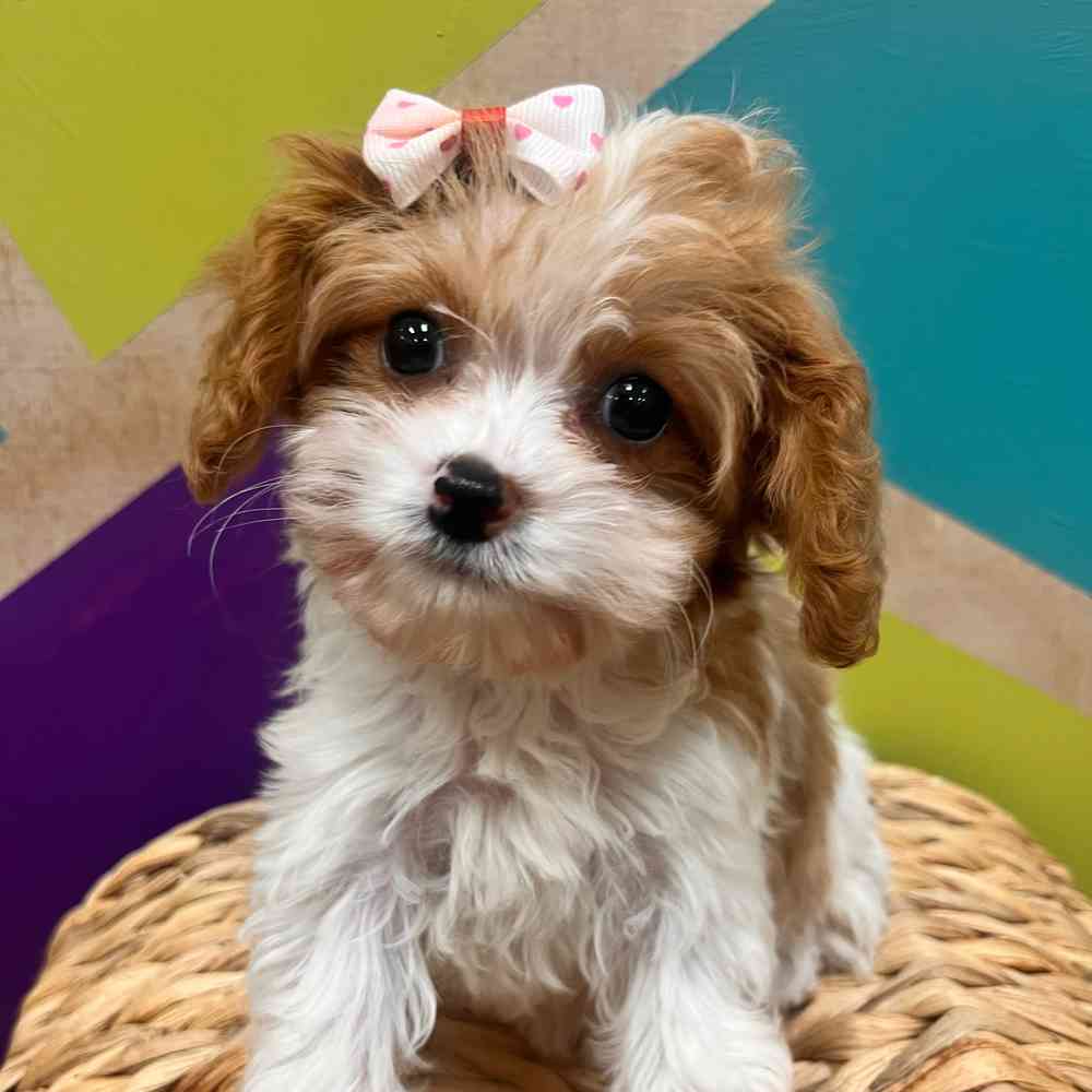 Image of a pet breed in the gallery