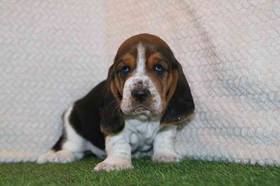Basset Hound
