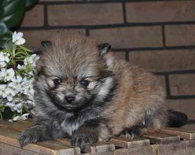 Pomeranian