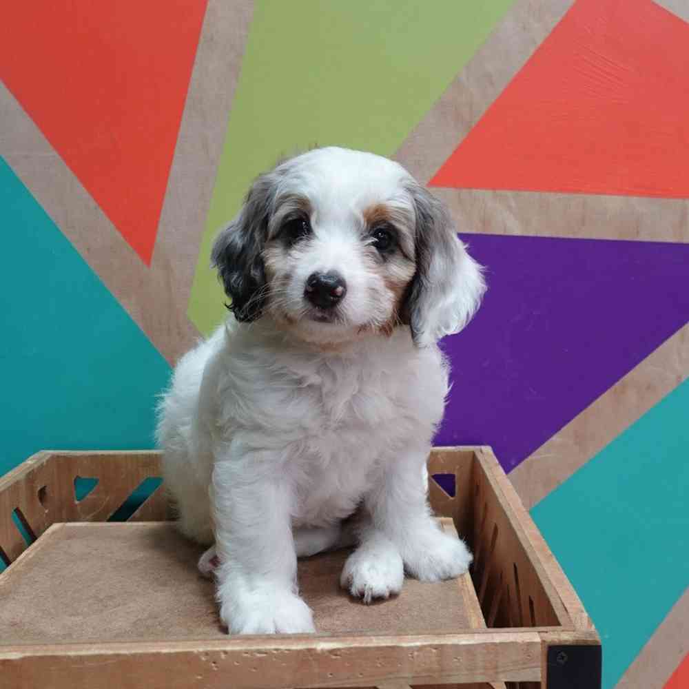 carousel pet images