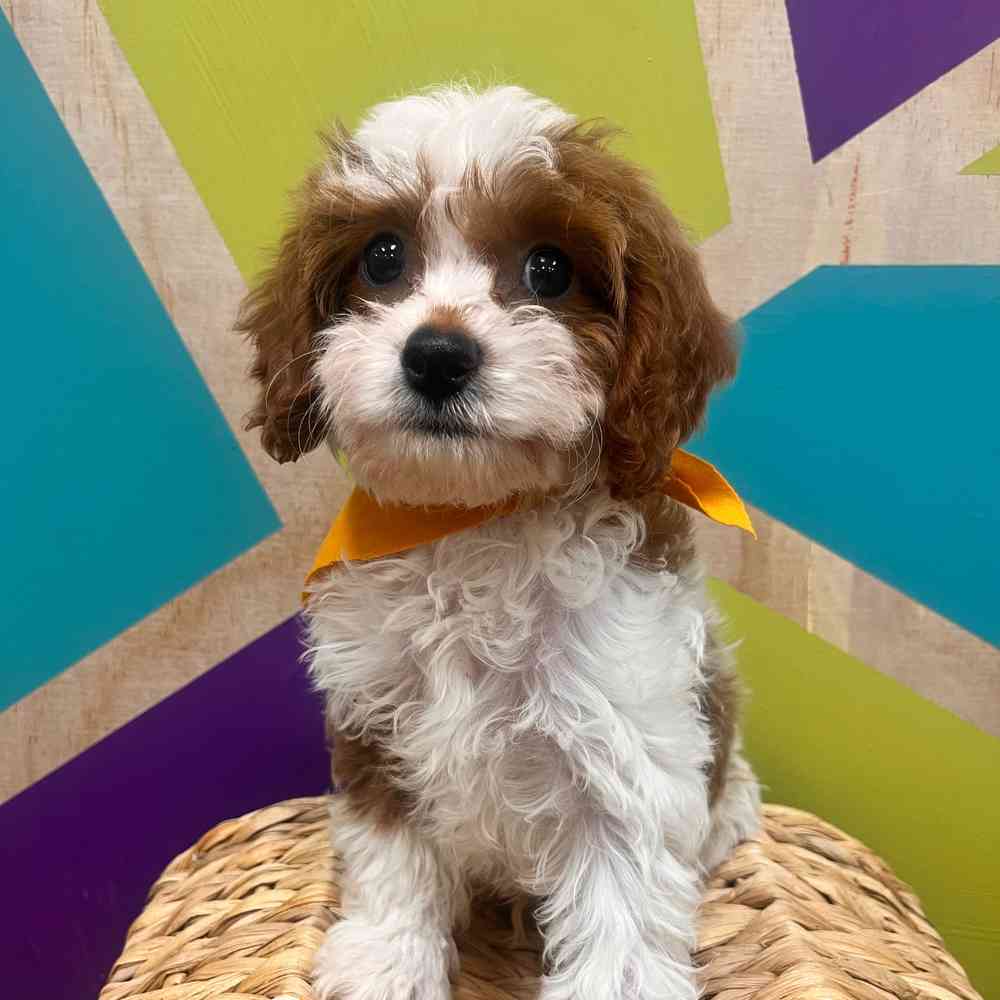 carousel pet images