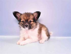 Papillon
