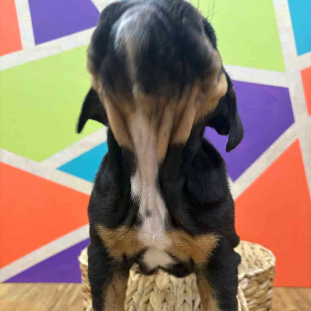 carousel pet images