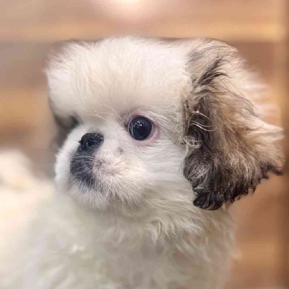 carousel pet images